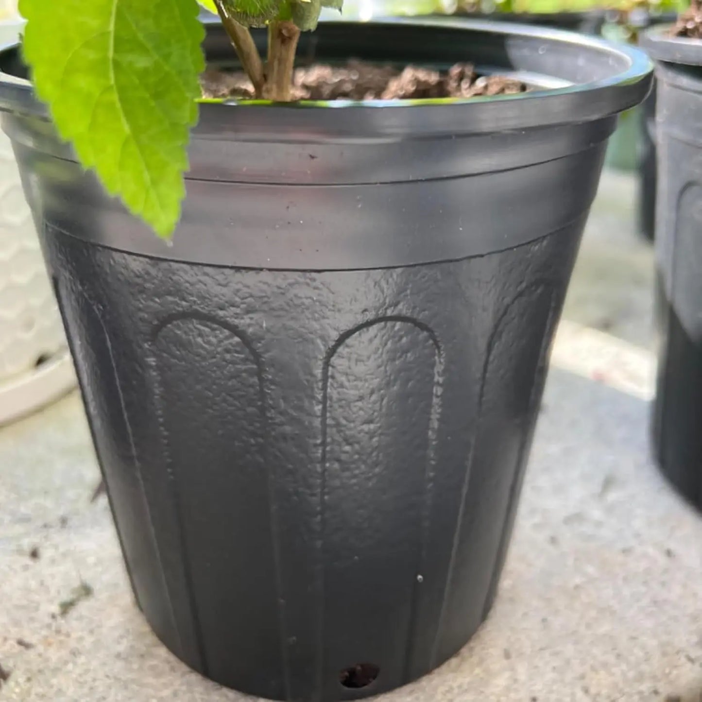 25 Packs 1 Gallon Nursery Trade Pots, Black Plastic Plant Nursery Pots Round Planter Nursery Pot for Plants Flowers, Suc