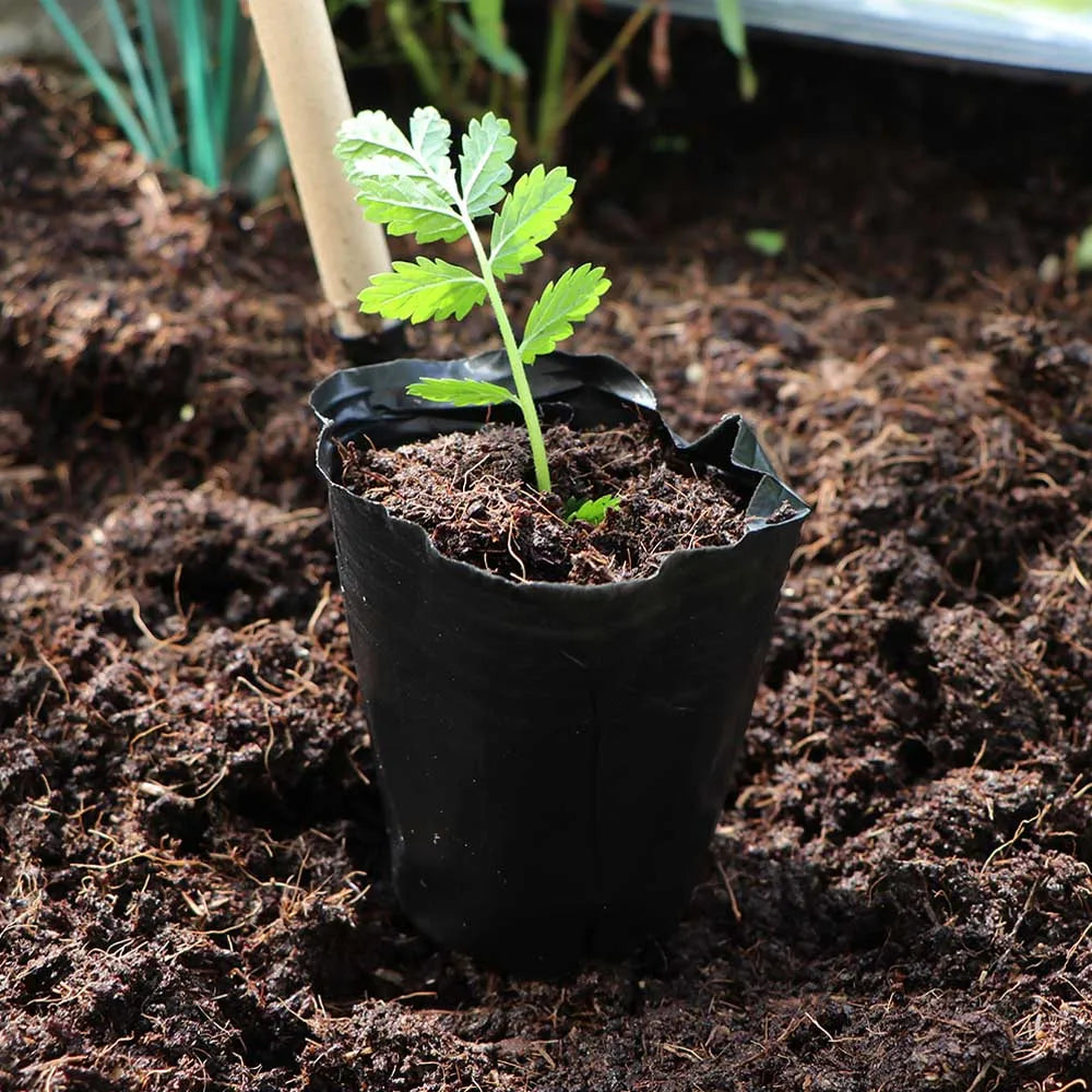 50pcs Plastic Black Seedling Nursery Pots Seed Starting Grow Bag Flower Plant Breathable Container Garden Vegetable Box Cuttings